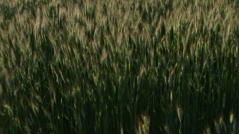 Soft Motion of Wheat in Field During Warm Sunset Light Stock Footage 331925956