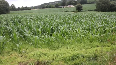 The soft movement of corn leaves in a field in Galicia, Spain Stock Footage 315189147