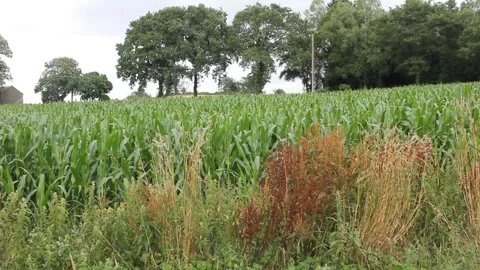 The soft movement of corn leaves Stock Footage 315189146
