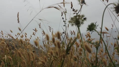 Soft movement of the plants in a windy day Stock Footage 312526305