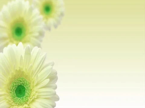 Soft Moving Flower Background Stock-Footage 73619496