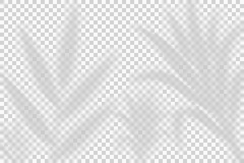 A soft, natural leaf shadow overlay on a white background. Ilustração Stock