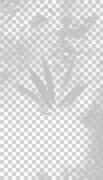 A soft, natural leaf shadow overlay on a white background. 库存插图