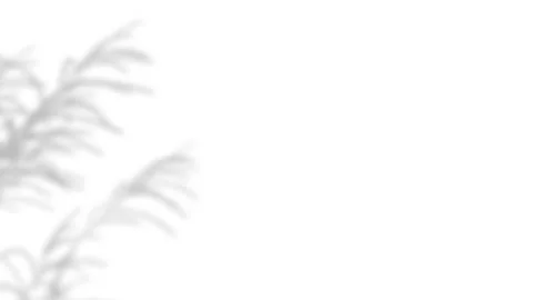 Soft natural plant shadow overlay on a white background. Stock Footage 340880499