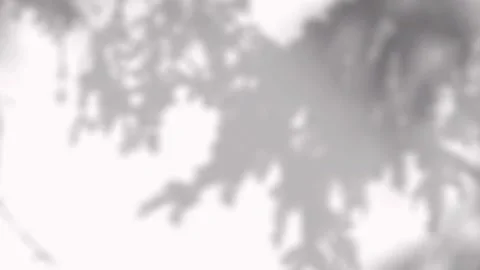 Soft natural tree branch shadows moving gently on a clean white wall for ae.. 動画素材 346907582