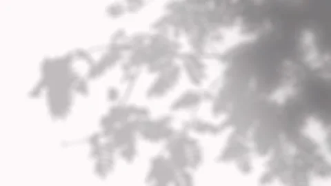 Soft natural tree branch shadows moving gently on a clean white wall for desi 動画素材 346907598