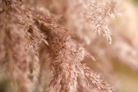 A soft neutral abstract background of a seed head macro. Stock Photos