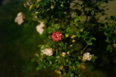 Soft night light highlights a single blooming red rose Stock Photos
