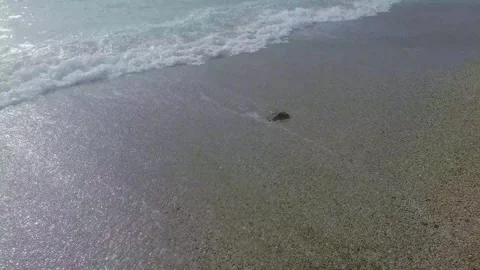 Soft Ocean Wave Foam Lapping on Sandy Beach Shore Stock Footage 326305565