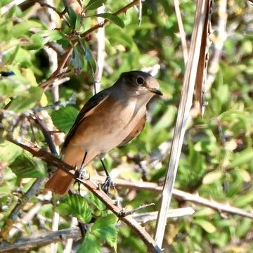 Soft orange breasted wild redstart bird resting in dense foliage background Stock Photos