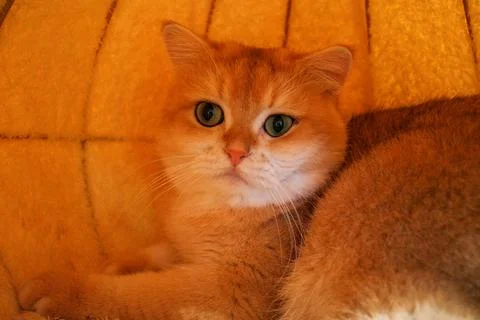 Soft orange cat rests in warm, cozy blanket Stock Photos