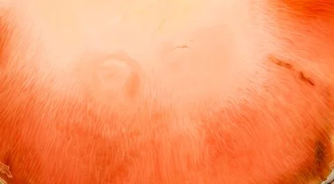 Soft orange colors, abstract composition. Acrylic texture with marble pattern Stock Photos