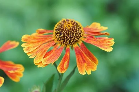 The soft orange red colored common sneezeweed , Helenium autumnale Foto stock