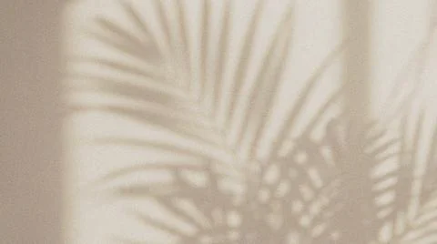 Soft Palm Fronds Light Shadow Texture. Stock Photos
