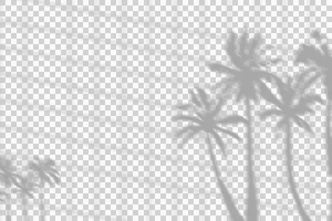 A soft palm tree leaf shadow overlay with a grid pattern. Stock Illustration