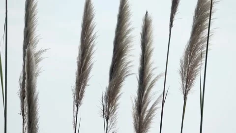 Soft pampas grass plumes against pale sky background Video stock 328824945