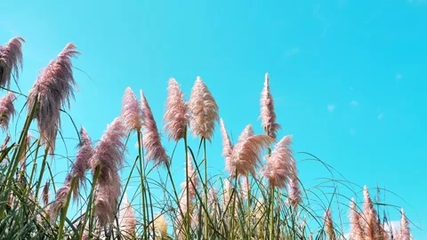 Soft Pampas Grass Plumes Swaying Gently in the Breeze Against a Clear Blue Sky Stock Footage 342277536