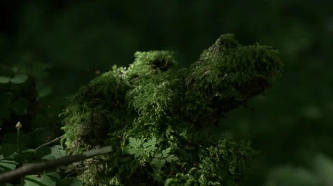 A soft pan over details of rich forest bed 003 Video stock 63783953