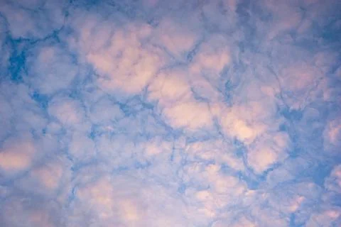 Soft pastel altocumulus clouds fill a blue evening sky Photos