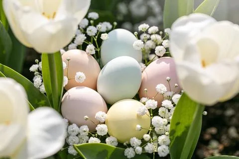 Soft pastel Easter eggs nestled among white tulips and delicate baby's brea.. Stock Photos