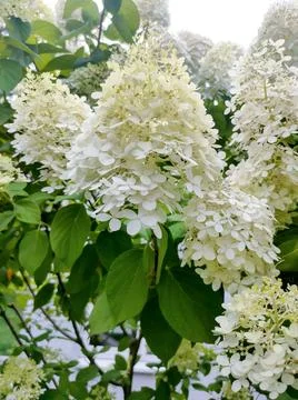 Soft pastel hydrangea petals with delicate white and yellow hues. Stock Photos