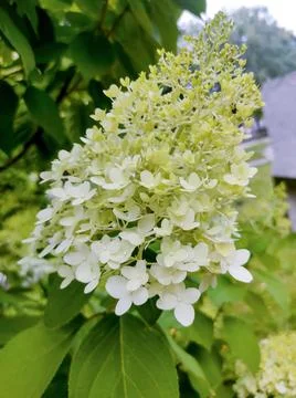 Soft pastel hydrangea petals with delicate white and yellow hues. Stock Photos