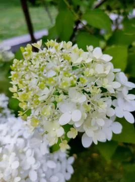 Soft pastel hydrangea petals with delicate white and yellow hues. Stock Photos