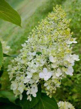 Soft pastel hydrangea petals with delicate white and yellow hues. Stock Photos