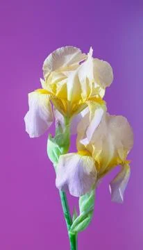 Soft pastel iris studio closeup showing creamy petals and subtle ruffle detail  Stock Photos