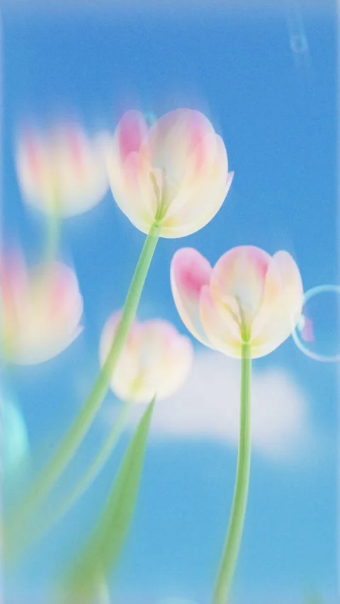 Soft pastel tulips and floating soap bubbles against a bright blue sky, dre.. Stock Footage 336245349