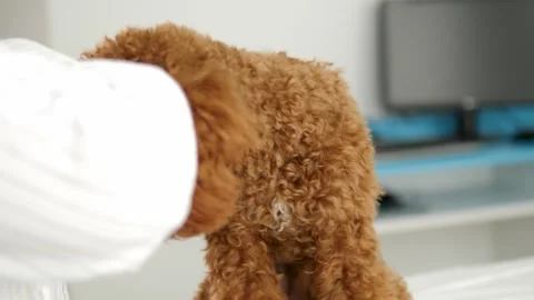 Soft pats on brown Maltipoo head affection and care trust and warmth between pet Stock Footage 280489059