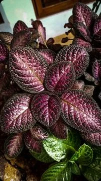 Soft pattern leaf Stock Photos