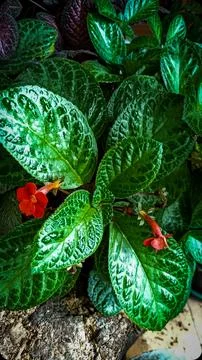 Soft pattern leaf Foto stock