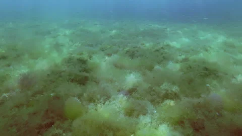 Soft, patterned, multicolors filamentous algae meadow in sun flare with small Stock Footage 342766910