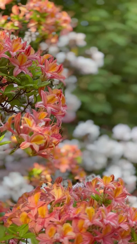 Soft peach blossoms in spring garden with blurred background Видео 335981805