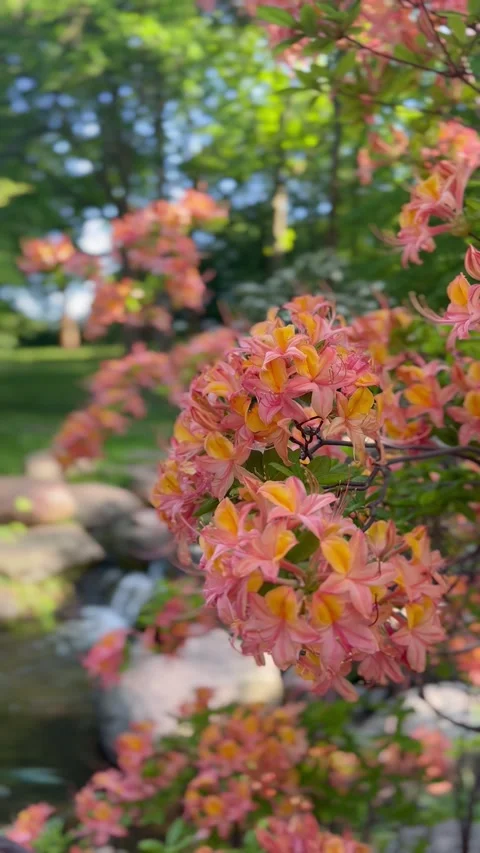 Soft peach blossoms in spring garden with blurred background Видео 335981806