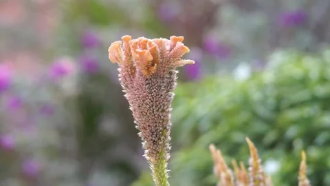 Soft Peach Cockscomb Celosia Woolflower With Velvety Texture In Garden Stock Footage 345485939