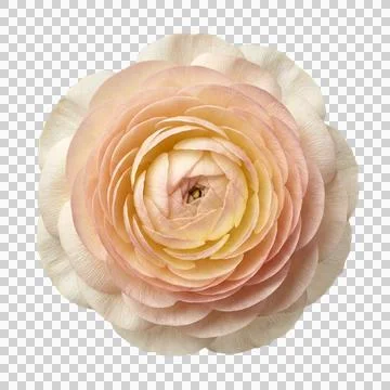 Soft peach ranunculus flower isolated on transparent background for graphic.. Stock Photos