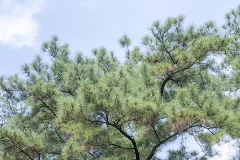 Soft Pine Crown Against a Minimal Blue Sky Background Stock Photos