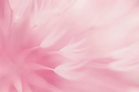 Soft pink abstract gradient background, abstract dandelion Illustrazione stock
