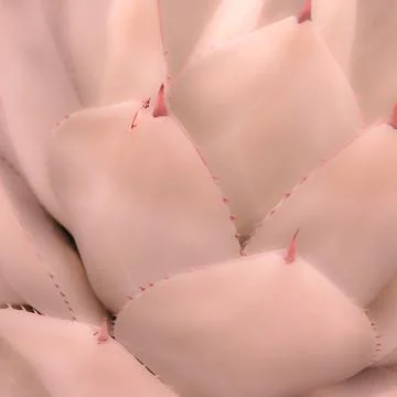 Soft pink agave texture with delicate botanical pattern 스톡 사진