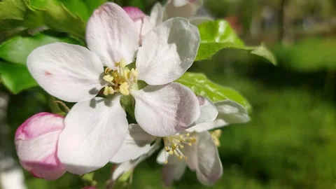 Soft pink and white apple tree flowers swaying in the breeze Vídeo Stock 334568345