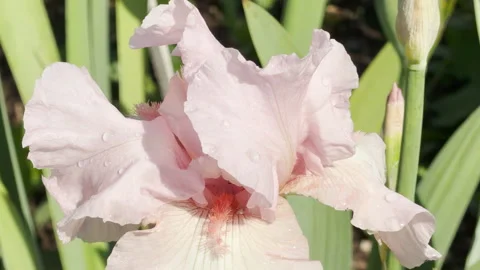 A Soft Pink Bearded Iris Catches Morning Dewdrops in a Sunlit City Park Stock Footage 335914460