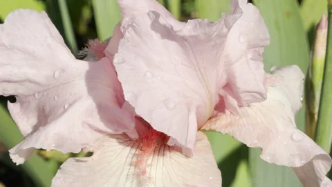 A Soft Pink Bearded Iris Glistens with Morning Dew in a Sunny City Park Stock Footage 335598226