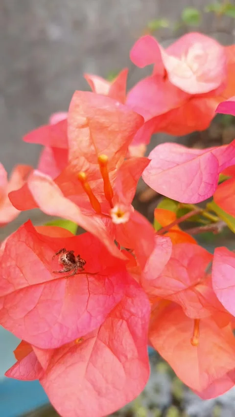 Soft pink blooms cradle a spider Stock Footage 332143767