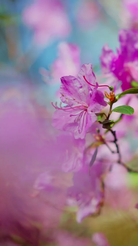 Soft pink blossoms bloom against a blurred blue sky Stock Footage 333901927