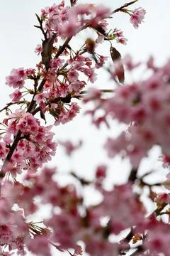 Soft pink blossoms bloom on slender branches Stock Photos