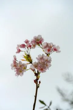 Soft pink blossoms bloom on slender branch against pale sky Stock Photos