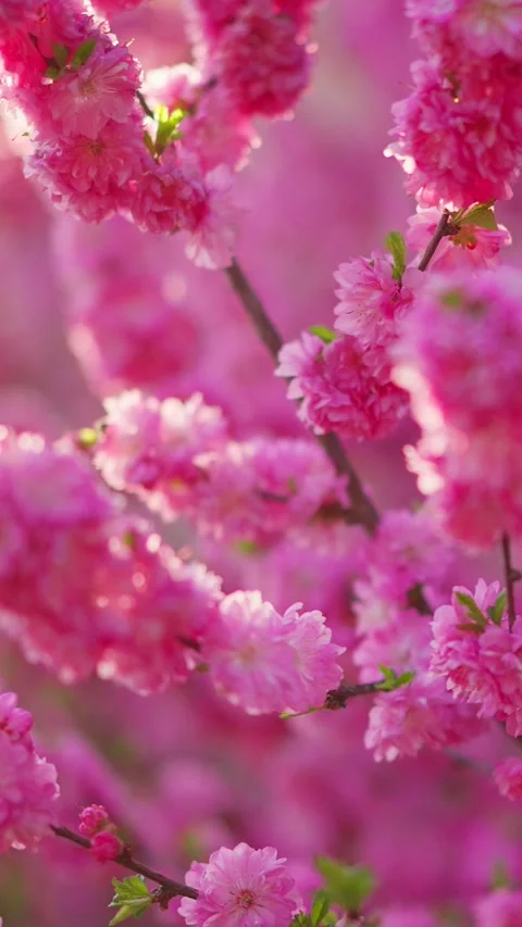Soft pink blossoms fill the frame with gentle beauty Stock Footage 333903446