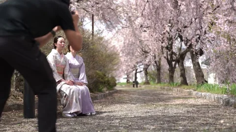 Soft pink blossoms frame a quiet park path Stock-Footage 341533614